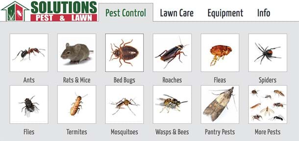 Who is responsible for pest control landlord or tenant