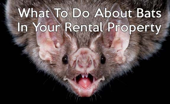 What To Do About A Bat In Apartment Prep What To Do About A Bat In Apartment